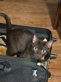 Foto №4. Ich werde verkaufen havana-katze in der Stadt Helsinki. quotient 	ankündigung, züchter - preis - 500€