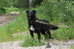 Foto №1. mischlingshund - zum Verkauf in der Stadt Москва | Frei | Ankündigung № 21679