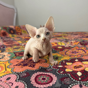 Foto №1. sphynx cat - zum Verkauf in der Stadt Istanbul | 850€ | Ankündigung № 149612