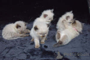 Foto №2 zu Ankündigung № 121898 zu verkaufen ragdoll-katze - einkaufen Spanien quotient 	ankündigung, züchter