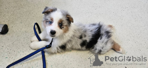 Foto №1. australian shepherd - zum Verkauf in der Stadt Акаа | 450€ | Ankündigung № 123773