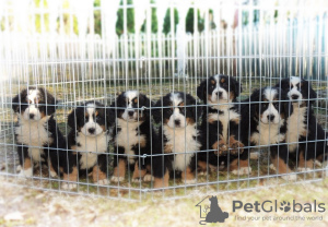 Foto №3. Bernese mountain dog. Serbien