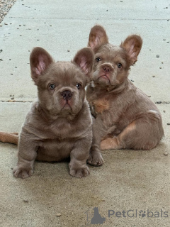 Foto №1. französische bulldogge - zum Verkauf in der Stadt Pardubitsa | verhandelt | Ankündigung № 163620