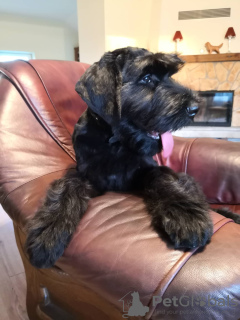 Foto №3. Riesenschnauzerwelpen. Litauen