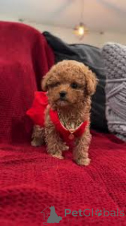 Foto №3. Teacup poedelpuppy's te koop. Niederlande