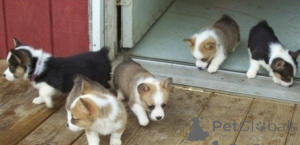 Foto №1. welsh corgi - zum Verkauf in der Stadt Maribor | verhandelt | Ankündigung № 175787
