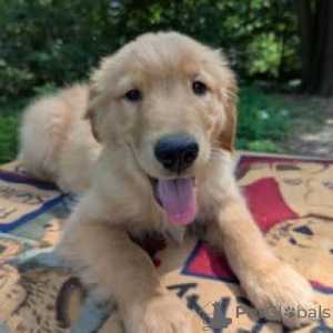 Foto №4. Ich werde verkaufen golden retriever in der Stadt Alice Springs. züchter - preis - verhandelt