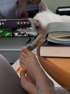 Foto №4. Ich werde verkaufen siamkatze in der Stadt München. züchter - preis - verhandelt
