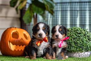 Foto №1. berner sennenhund - zum Verkauf in der Stadt Bulembu | verhandelt | Ankündigung № 158444