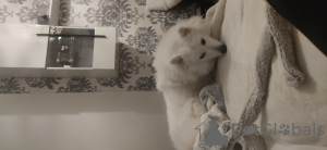 Foto №3. Das bedeutet, dass das Gerät nicht in der Lage ist, sich zu bewegen. Tschechische Republik