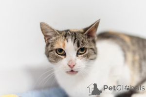 Foto №2 zu Ankündigung № 159363 zu verkaufen  - einkaufen Russische Föderation aus dem tierheim