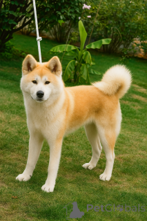 Foto №3. Akita Inu 6 Monate alte Frau, FCI, Champion Bloodline. Serbien