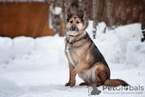 Foto №2 zu Ankündigung № 50095 zu verkaufen mischlingshund - einkaufen Russische Föderation quotient 	ankündigung
