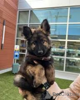 Foto №2 zu Ankündigung № 166580 zu verkaufen deutscher schäferhund - einkaufen Belgien quotient 	ankündigung, züchter