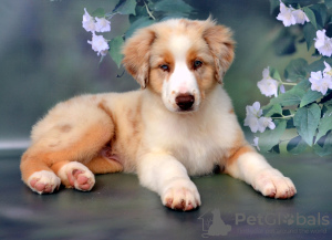 Foto №1. australian shepherd - zum Verkauf in der Stadt Руза | 1232€ | Ankündigung № 54519