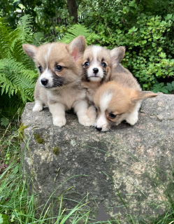 Foto №1. welsh corgi - zum Verkauf in der Stadt Vilnius | 800€ | Ankündigung № 115962