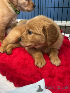 Foto №1. golden retriever - zum Verkauf in der Stadt Grevenmacher | verhandelt | Ankündigung № 165852