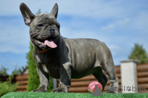 Zusätzliche Fotos: Französische Bulldoggenwelpen