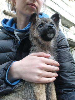 Foto №2 zu Ankündigung № 6700 zu verkaufen mischlingshund - einkaufen Russische Föderation quotient 	ankündigung