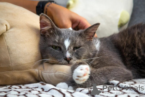 Zusätzliche Fotos: Die liebevolle Katze Hermes sucht eine Familie!