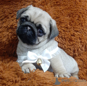 Foto №4. Ich werde verkaufen mops in der Stadt Dnipro. vom kindergarten, züchter - preis - 484€