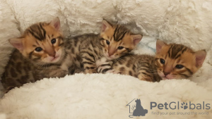 Foto №4. Ich werde verkaufen bengal katzenrasse in der Stadt Berlin.  - preis - 284€