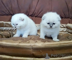 Foto №1. schottische faltohrkatze - zum Verkauf in der Stadt Almaty | 97€ | Ankündigung № 160617