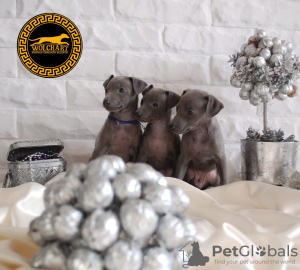 Foto №2 zu Ankündigung № 88042 zu verkaufen italienisches windspiel - einkaufen Polen züchter