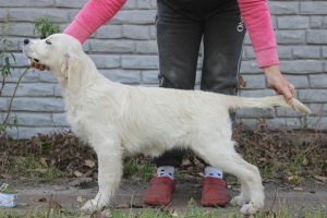 Foto №1. labrador retriever - zum Verkauf in der Stadt Москва | 1600€ | Ankündigung № 3661