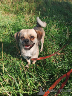 Zusätzliche Fotos: Bescheidener, ruhiger und liebevoller kleiner Hund