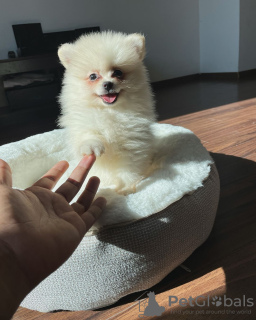 Foto №3. Pommersche Welpen. USA