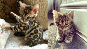 Foto №2 zu Ankündigung № 136752 zu verkaufen bengal katzenrasse - einkaufen Deutschland 