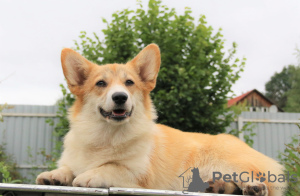 Zusätzliche Fotos: Welsh Corgi Pembroke Welpen Mädchen von Interchampion