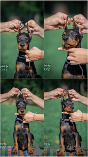 Foto №2 zu Ankündigung № 113674 zu verkaufen dobermann - einkaufen Serbien züchter