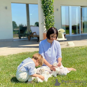 Foto №3. Malteserwelpen. Schweiz