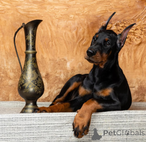 Foto №2 zu Ankündigung № 137749 zu verkaufen dobermann - einkaufen Deutschland 