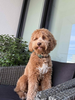 Foto №3. Bezaubernde Labradoodle F1b welpen. Serbien