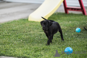 Zusätzliche Fotos: Cane Corso-Welpen