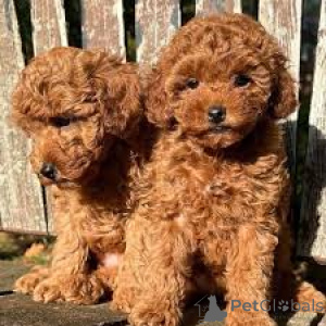 Foto №3. Adorables chiots caniches à vendre. Frankreich