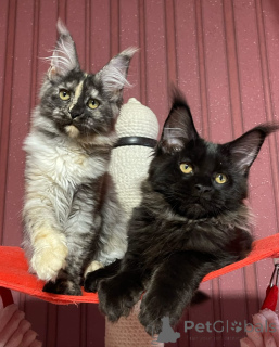 Foto №3. Maine-Waschbär. Großbritannien