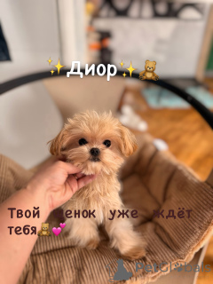 Foto №2 zu Ankündigung № 165182 zu verkaufen maltipu - einkaufen Weißrussland vom kindergarten