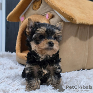Foto №1. yorkshire terrier - zum Verkauf in der Stadt Prag | verhandelt | Ankündigung № 168621