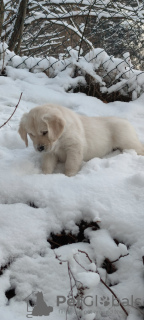 Foto №2 zu Ankündigung № 86345 zu verkaufen golden retriever - einkaufen Polen züchter