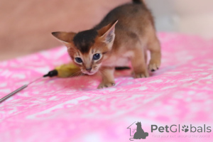 Foto №1. abessinierkatze - zum Verkauf in der Stadt Minsk | 625€ | Ankündigung № 177556