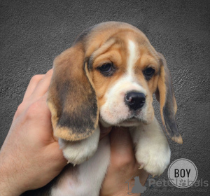 Zusätzliche Fotos: Beagle-Welpen aus dem Zwinger, eigentlicher Wurf