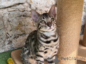 Foto №4. Ich werde verkaufen bengal katzenrasse in der Stadt Berlin.  - preis - Frei