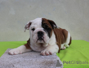 Zusätzliche Fotos: Englische Bulldogge