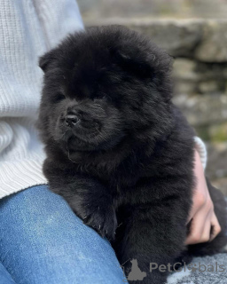 Foto №3. Chow Chow Welpen zur Adoption. Deutschland