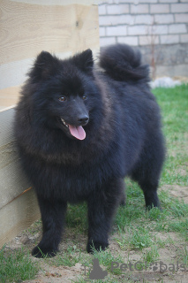 Foto №1. german spitz - zum Verkauf in der Stadt Warschau | 1000€ | Ankündigung № 50583