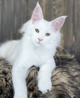 Foto №1. maine-coon-katze - zum Verkauf in der Stadt Baden-Baden | 990€ | Ankündigung № 163468